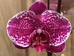 Phalaenopsis Large Dtps. Leopard King 2 Spikes (4.5" pot) - Image 4