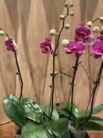 Phalaenopsis Large Dtps. Leopard King 2 Spikes (4.5" pot) - Image 8