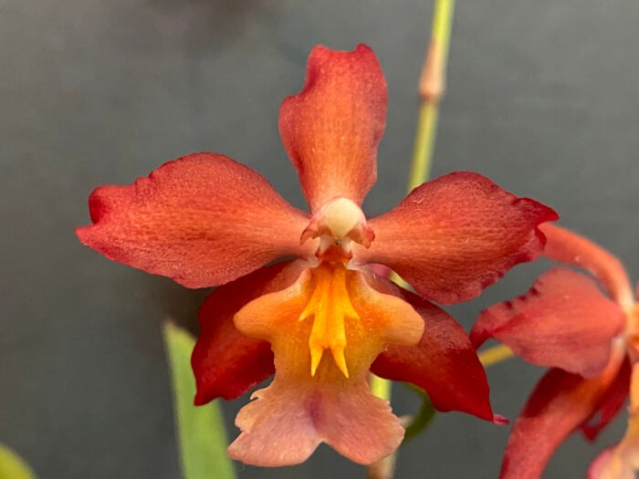 IN BLOOM - Wilsonara Red Stars 'Rooster' (3.5" pot) - Image 2