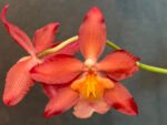 IN BLOOM - Wilsonara Red Stars 'Rooster' (3.5" pot) - Image 3