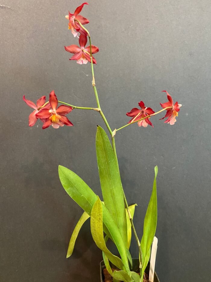 IN BLOOM - Wilsonara Red Stars 'Rooster' (3.5" pot) - Image 4