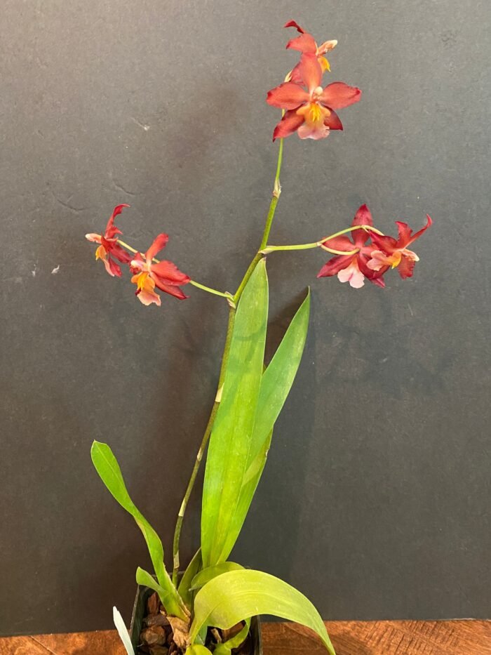 IN BLOOM - Wilsonara Red Stars 'Rooster' (3.5" pot) - Image 5