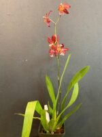 IN BLOOM - Wilsonara Red Stars 'Rooster' (3.5" pot) - Image 6
