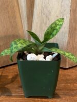 Paph. Rosy Egret (Paph. appletonianum x Paph. acmodontum) BLOOMING SIZE (3.5" pot) - Image 4