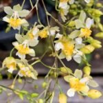 3 SPIKES - Fragrant Mini Oncidium Twinkle ‘Fantasy’ (3.5” Pot)