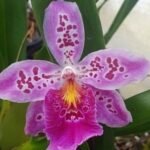 Vuylstekeara (Miltonidium) Carnivale ‘Okika’ (3.5” pot)