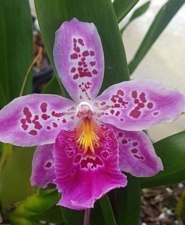 il_fullxfull.4225850688_te66-2.jpg IN SPIKE - Vuylstekeara (Miltonidium) Carnivale ‘Okika’ (3.5” pot) - Image 1