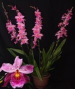 IN SPIKE - Vuylstekeara (Miltonidium) Carnivale ‘Okika’ (3.5” pot) - Image 2