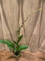 IN SPIKE Wilsonara Firecat 'Harmony' (3.5” Pot) - Image 3