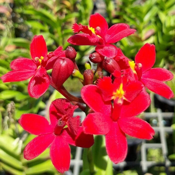 IN SPIKE - Epidendrum Red (3.5” Pot) - Image 1