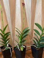 IN SPIKE - Epidendrum Red (3.5” Pot) - Image 5