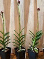 IN SPIKE - Epidendrum Red (3.5” Pot) - Image 6