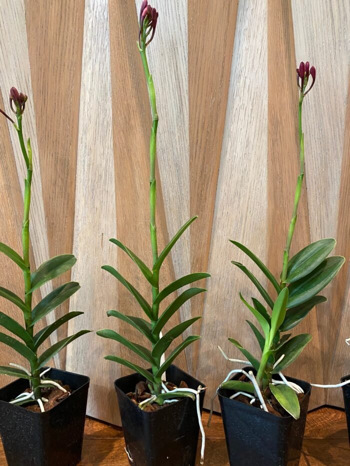 IN SPIKE - Epidendrum Red (3.5” Pot) - Image 6