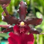 IN SPIKE - Odontocidium Succubus ‘Night Shift’ (3.5” Pot)