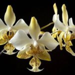 Phalaenopsis stuartiana var. nobilis x sib (3” Pot)