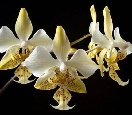 Phalaenopsis stuartiana var. nobilis x sib (3” Pot)