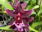 TRIPLE SPIKES Vuylstekeara Melissa Brianne ‘Dark’ (2.5” Pot)