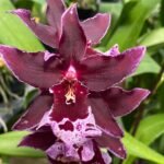 TRIPLE SPIKES Vuylstekeara Melissa Brianne ‘Dark’ (2.5” Pot)