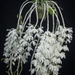 IN BUDS Fragrant - Dendrobium anosmum alba (3.5” Pot)
