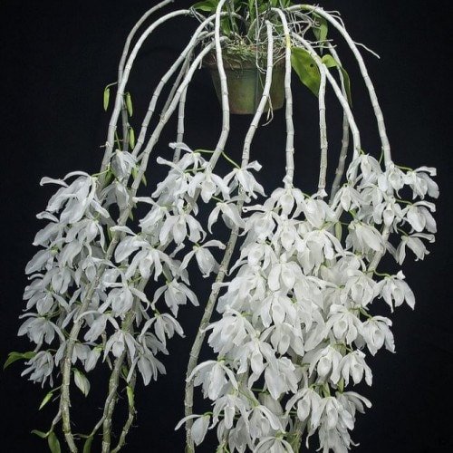 il_fullxfull.4255385021_letv-1.jpg IN BUDS Fragrant - Dendrobium anosmum alba (3.5” Pot) - Image 1