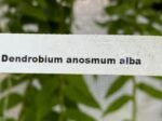 IN BUDS Fragrant - Dendrobium anosmum alba (3.5” Pot) - Image 10