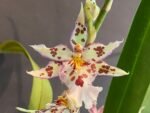 Wilsonara Tan Treasures ‘Lavender Picotee’ (3.5” Pot) - Image 2
