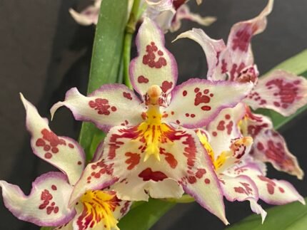TRIPLE  SPIKES - Wilsonara Tan Treasures ‘Lavender Picotee’ (3.5” Pot)