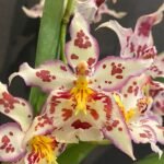 Wilsonara Tan Treasures ‘Lavender Picotee’ (3.5” Pot)