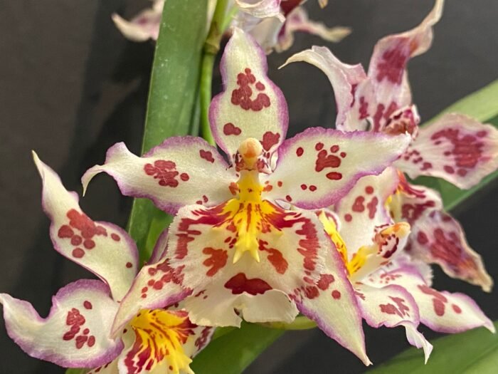 Wilsonara Tan Treasures ‘Lavender Picotee’ (3.5” Pot) - Image 1
