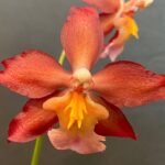 IN BLOOM - Wilsonara Red Stars 'Rooster' (3.5" pot)