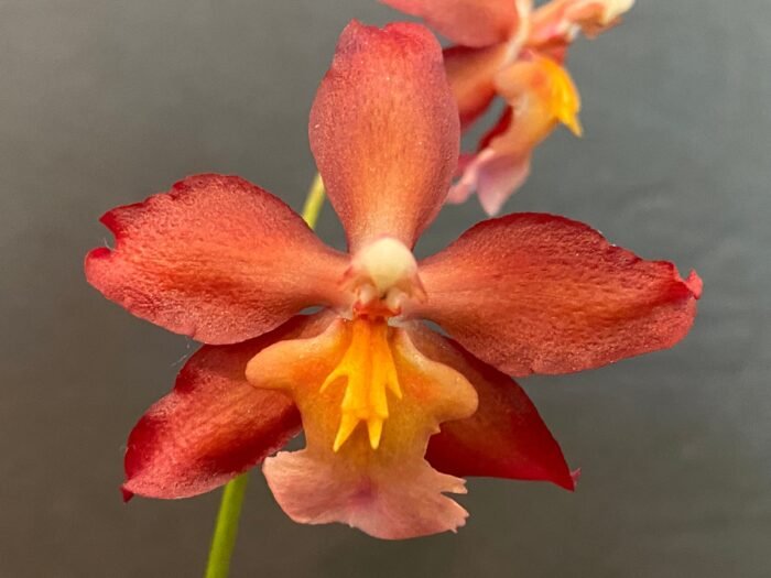 IN BLOOM - Wilsonara Red Stars 'Rooster' (3.5" pot) - Image 1