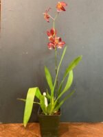 IN BLOOM - Wilsonara Red Stars 'Rooster' (3.5" pot) - Image 8