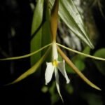 Epidendrum nocturnum (Night Fragrance, Blooming Size) (3.5” pot)