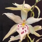 IN SPIKE- Bllra. Pacific Pastel ‘Mauna Loa’ (3.5” pot)