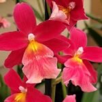 In Spikes Oncidium ( Burr.) Francine Roseglow (3.5” Pot)