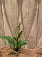 IN SPIKE Wilsonara Firecat 'Harmony' (3.5” Pot) - Image 5