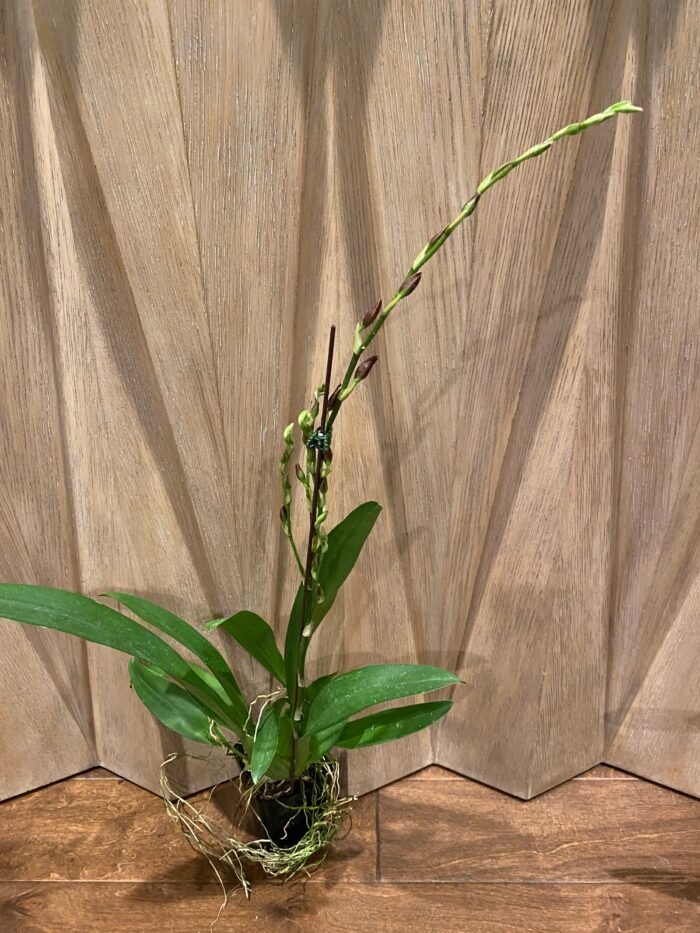 IN SPIKE Wilsonara Firecat 'Harmony' (3.5” Pot) - Image 5