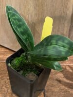 In SPIKE/ BUD Paph. QF Ekolu (dixlerianum x argus) (2" pot) - Image 7