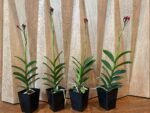 IN SPIKE - Epidendrum Red (3.5” Pot) - Image 2