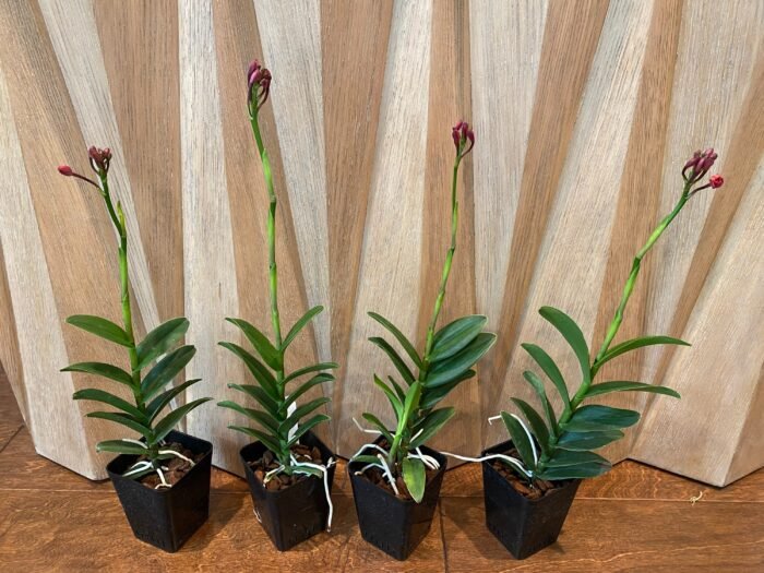 IN SPIKE - Epidendrum Red (3.5” Pot) - Image 3