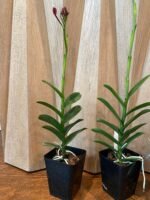 IN SPIKE - Epidendrum Red (3.5” Pot) - Image 4