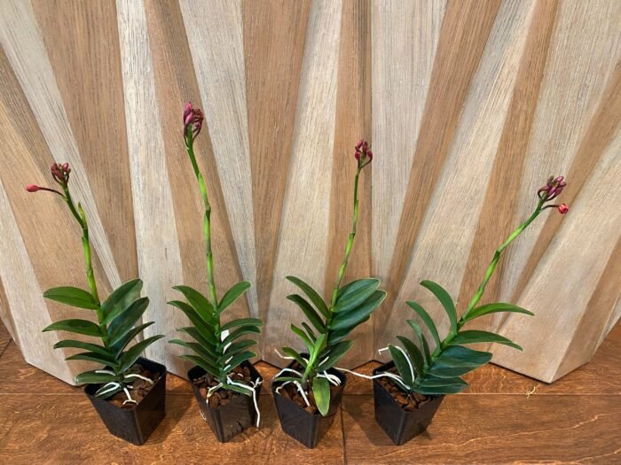 IN SPIKE - Epidendrum Red (3.5” Pot) - Image 8