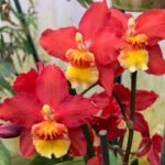 IN SPIKE Wilsonara Firecat 'Harmony' (3.5” Pot)