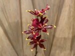 Double Tall Spikes Odontocidium Wildcat ‘Golden Red Star’ (3.5” Pot) - Image 4