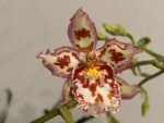 IN SPIKE  Vilsonara Joe Vanilla 'First Out’ (3.5" pot) - Image 2