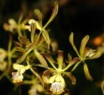 Encyclia alata x sib (3.5” pot)