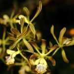 Encyclia alata x sib (3.5” pot)