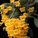 Fragrant - Dendrobium jenkinsii (3.5” pot)