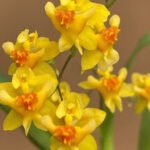 MULTI SPIKES - Fragrant Mini Oncidium Twinkle ‘Oro’ (3.5” Pot)