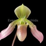 In Spike - Paph. aga'pe (appletonianum x urbanianum) (2" pot)